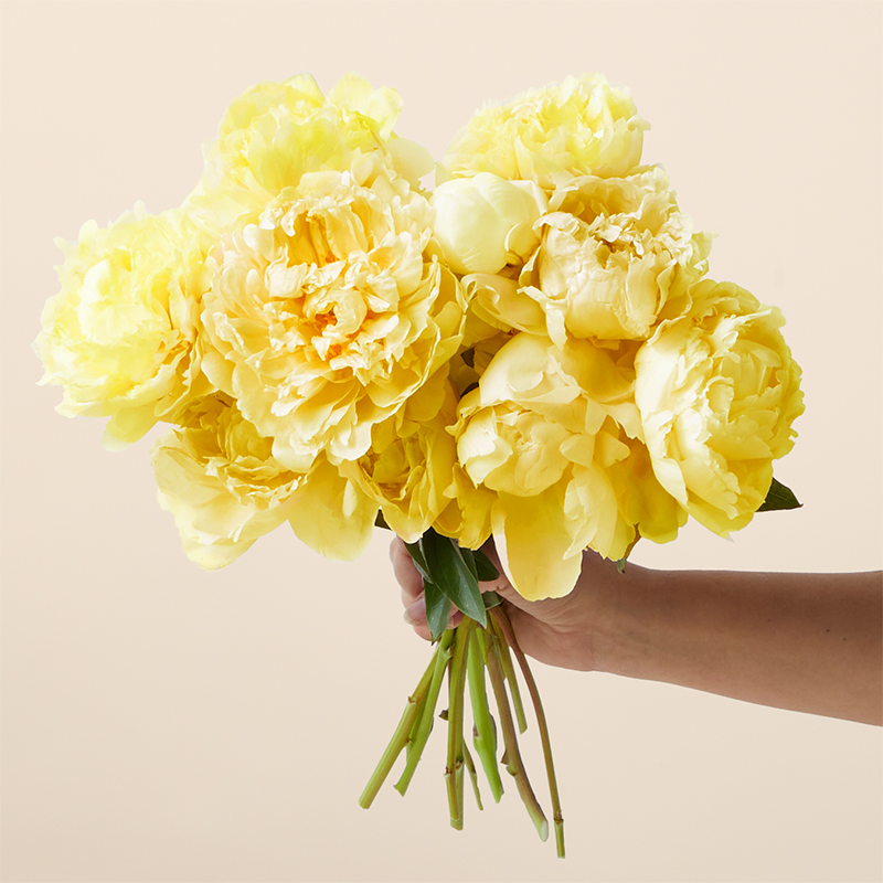 Butter Yellow Peonies