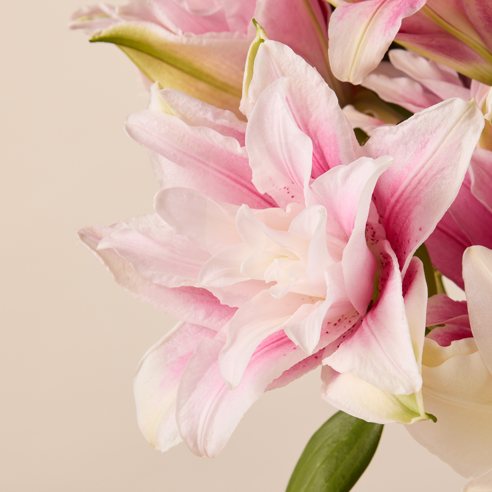 where to buy lucky bamboo plants Live Lucky Bamboo Plant Two Tier Arrangements in Ceramic Vase