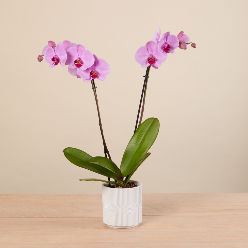 Farmer's Choice Orchid