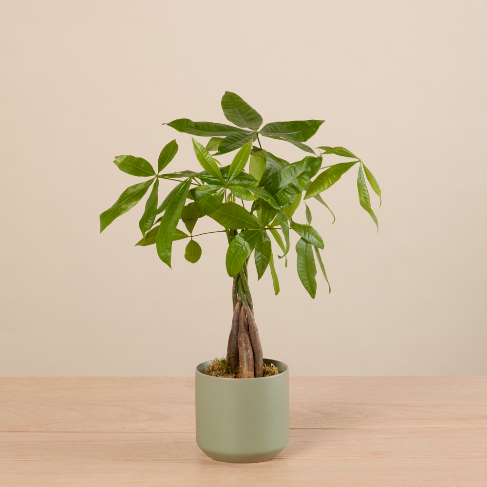 On The Money