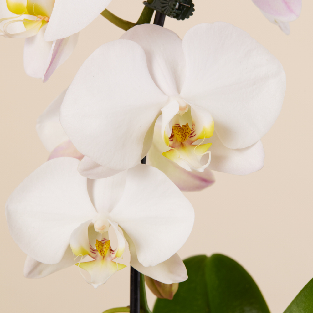 Gallery-1
