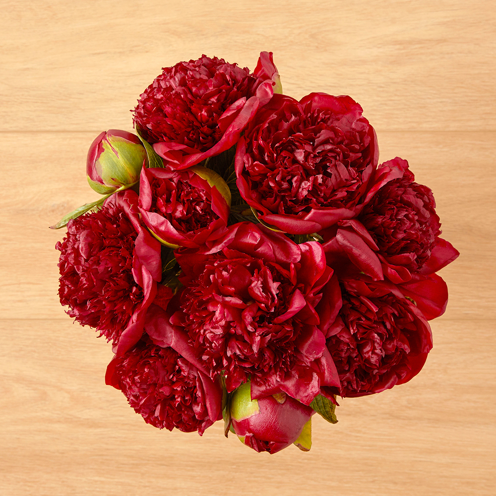 Red Peonies