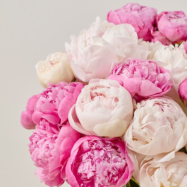 25 Farmer's Choice Peonies