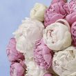 25 Farmer's Choice Peonies