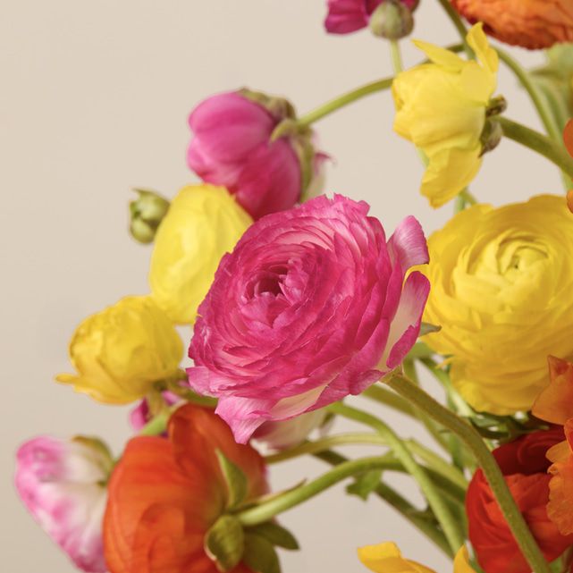 50 Farmer's Choice Ranunculus