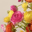 50 Farmer's Choice Ranunculus