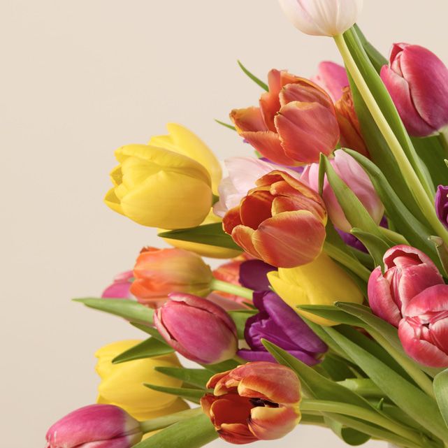 50 Farmer's Choice Tulips