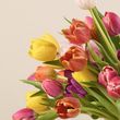 50 Farmer's Choice Tulips
