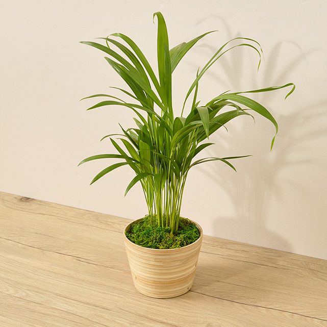 Paradise Palm