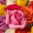 Mother's Day Roses