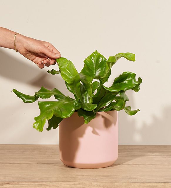 Best Fern