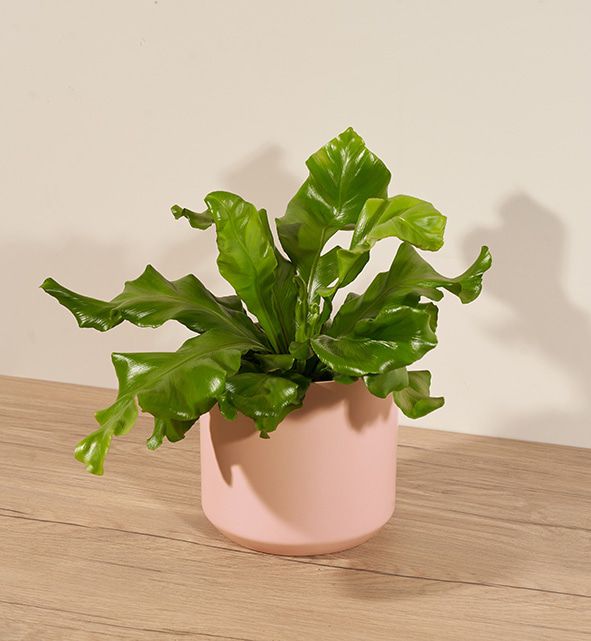 Best Fern