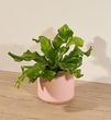 Best Fern