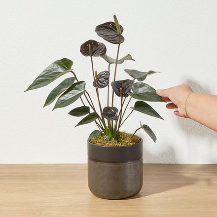 bonsai dünger test Bonsaidünger - Mineralischer NPK Flüssigdünger mit Stickstoff