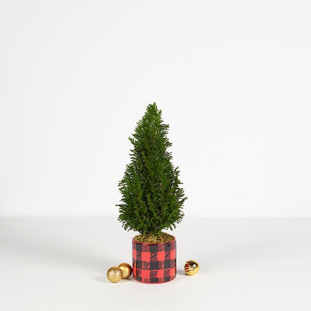 Euro Cypress Christmas Tree [Small] with Flannel Pot The Bouqs Co.
