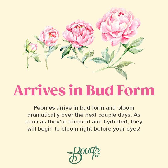Farmer's Choice Peonies