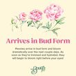 Farmer's Choice Peonies
