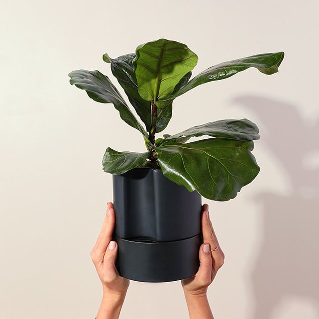 Leaf It To Me