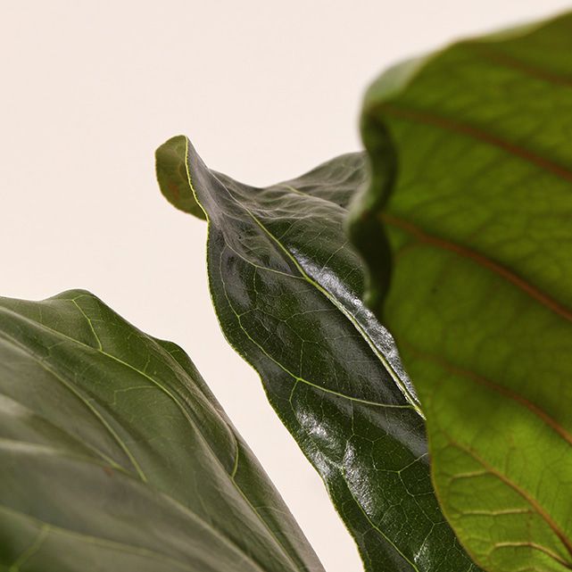 Leaf It To Me