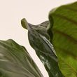 Leaf It To Me