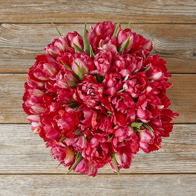 Peony Tulips