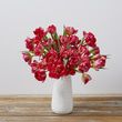 Peony Tulips
