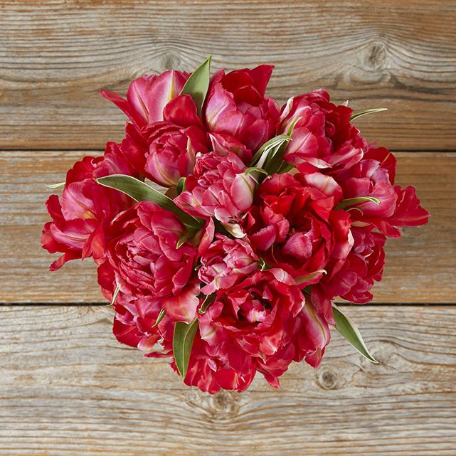Peony Tulips