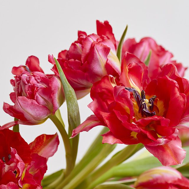 Peony Tulips