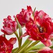 Peony Tulips