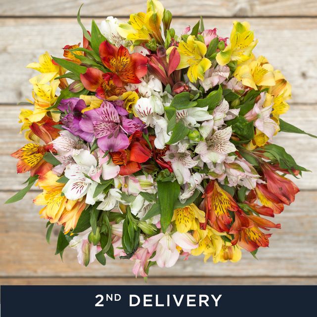 A 3Month Bright Flower Bundle The Bouqs Co.