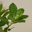 Gardenia Blossom