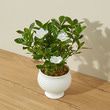 Gardenia Blossom