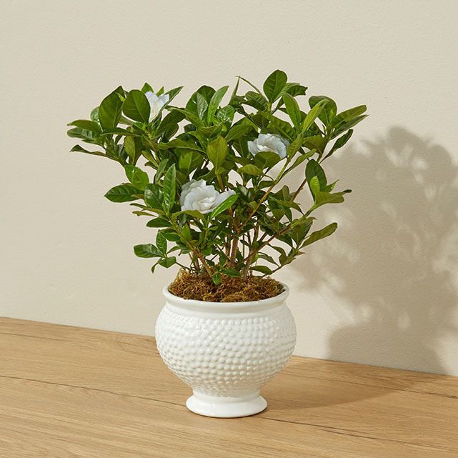 Gardenia Blossom