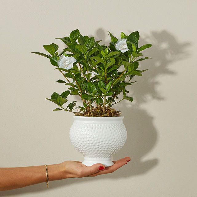 Gardenia Blossom