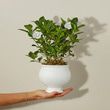 Gardenia Blossom
