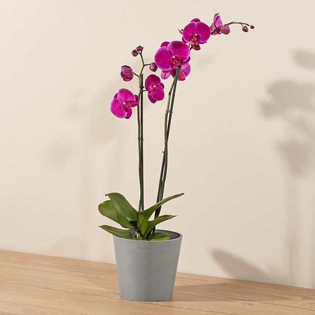 Phalaenopsis Orchid