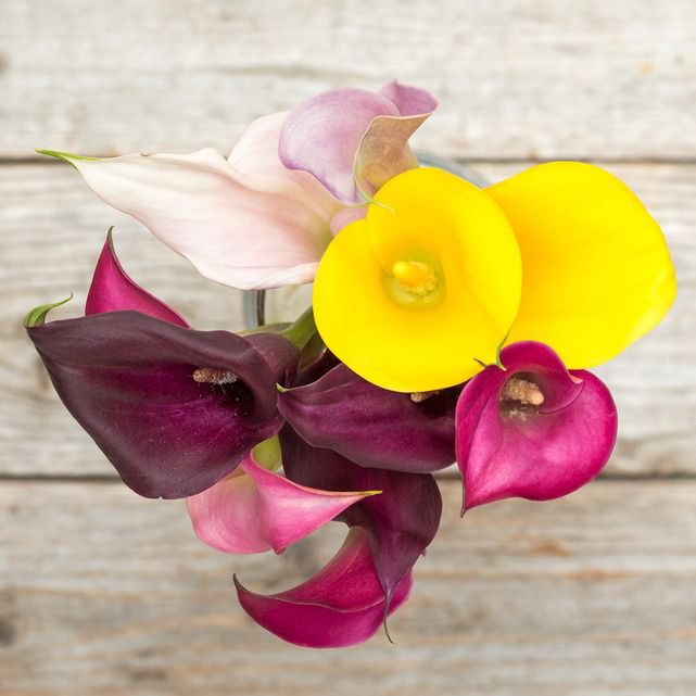 Assorted Mini Calla Lily Floral Arrangement - The Bouqs Co.