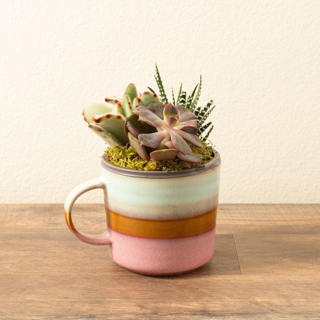 Succulent Garden