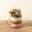 Succulent Garden