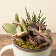 Succulent Garden