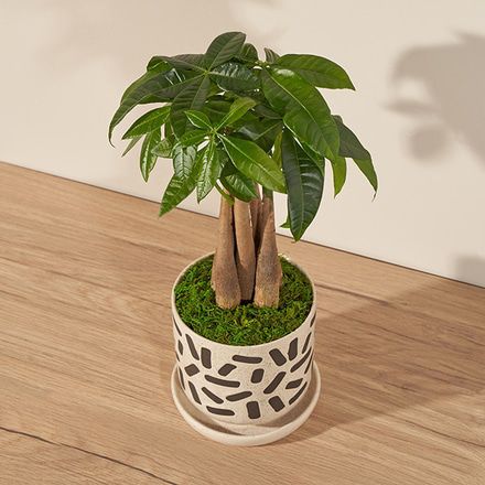 Image of Show Me The Money Tree