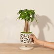 Show Me The Money Tree