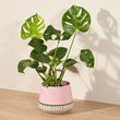 Monstera Magic