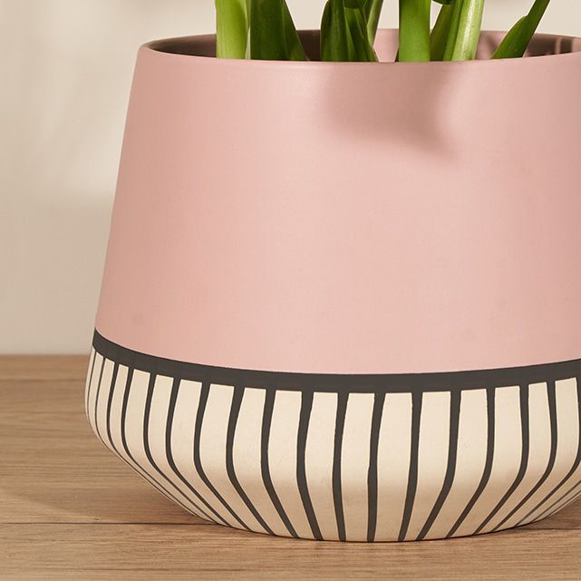 Monstera Magic