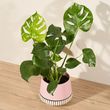 Monstera Magic