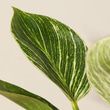 Leafy Keen
