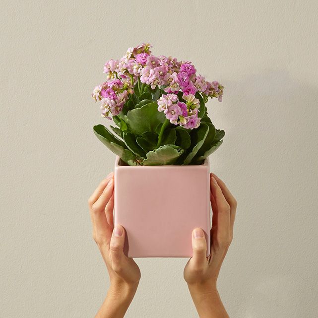 Love Blossom