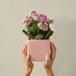 Love Blossom