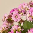 Love Blossom