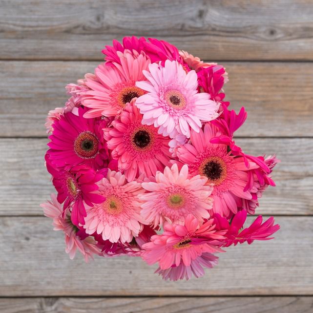 Pink Gerbera Daisy Bouquet The Bouqs Co.